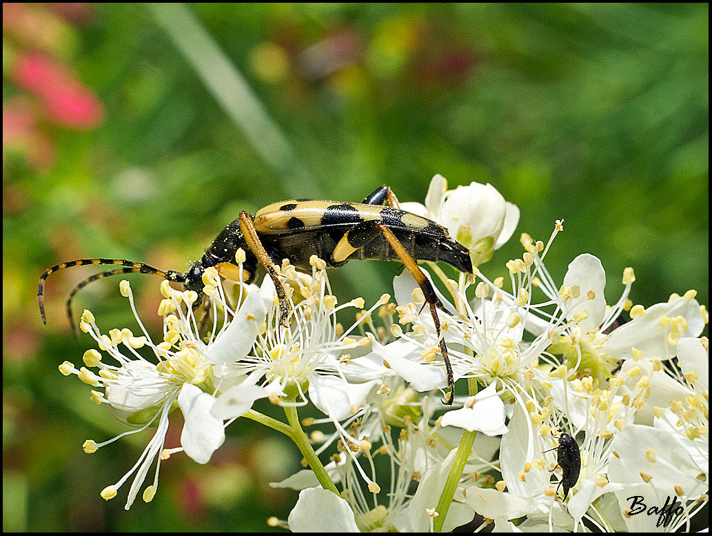 Rutpela maculata maculata